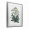 Stupell Industries New Roots Vintage Sketch Framed Print Under Glass, design by Cecilia Battaini